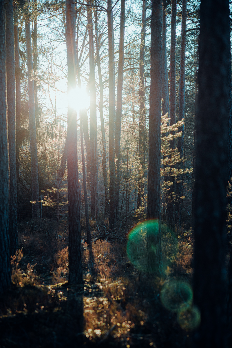 Forest Sunset