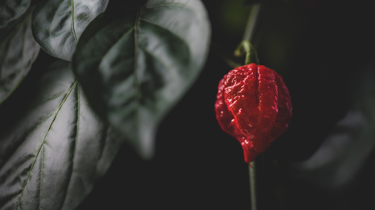 Carolina Reaper