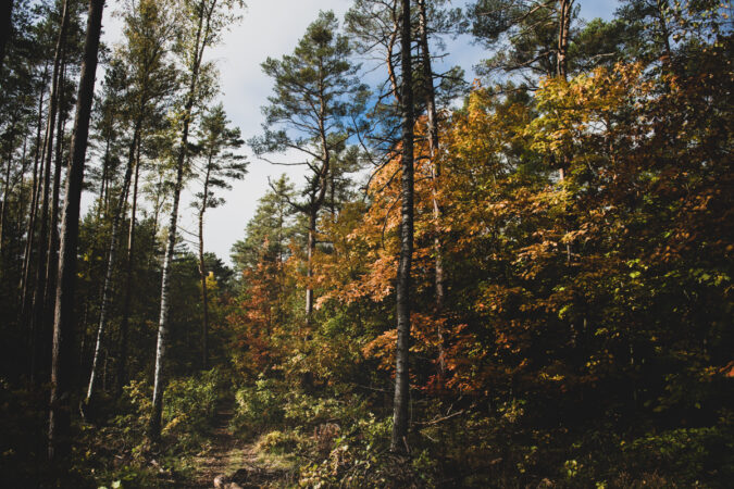 Herbst im Wald